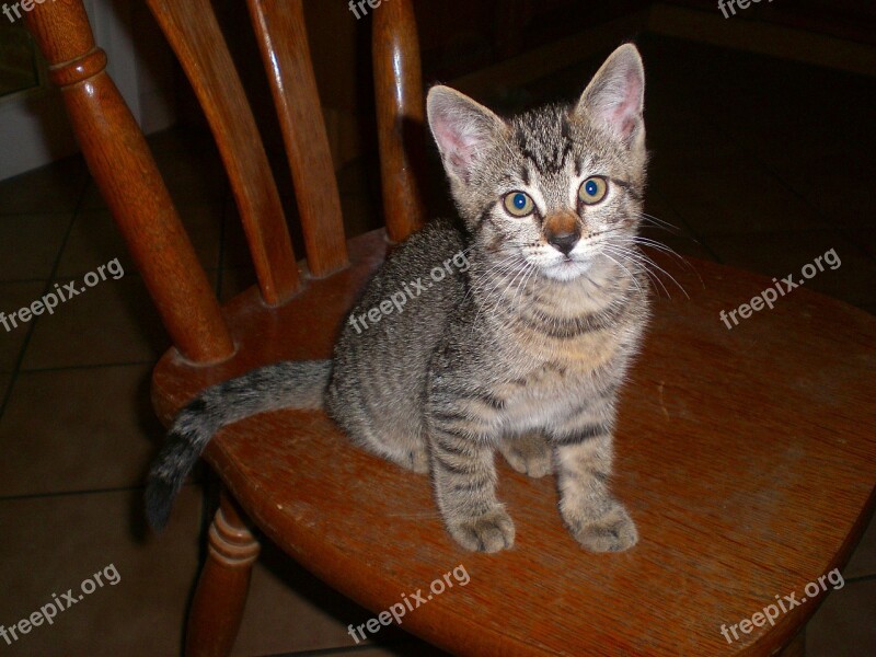 Cat Kitten Young Cat Pet Free Photos