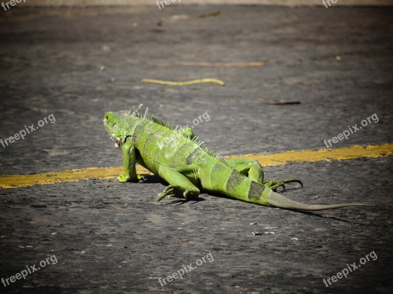 Iguanas Nature Reptile Animals Free Photos