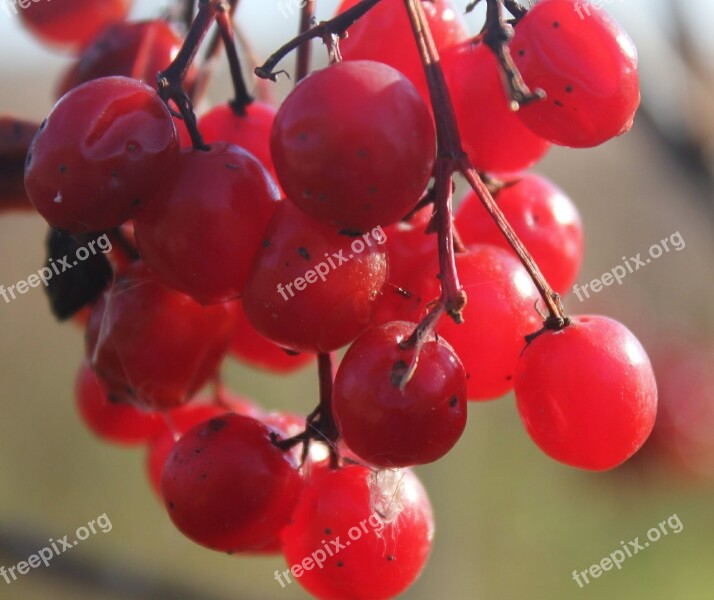 Grapes Cluster Ripe Harvest Agriculture