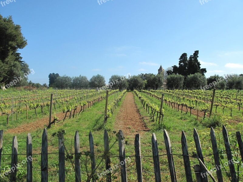 Vineyard Grapes Grapevines Winery Wine