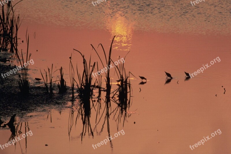 Sandpipers Feeding Sunset Birds Water