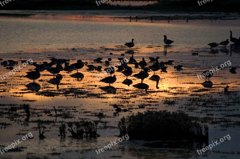 Waterbirds Sunset Birds Wildlife Lake