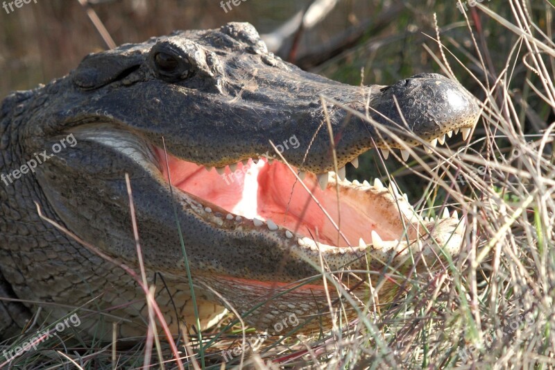 American Alligator Head Wildlife Reptile Teeth