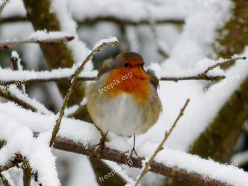 Robin Little Bird Winter Snow Snowy