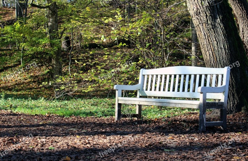 Bench Tree Foliage Green White