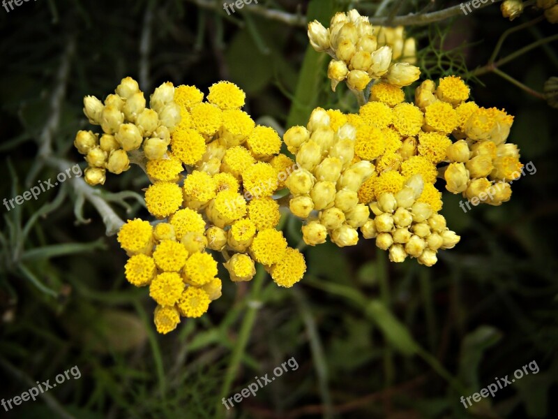 Chamomile Flower Medicinal Yellow Wild