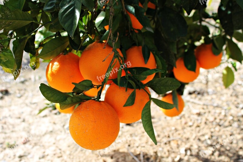 Oranges Fruit Field Mediterranean Food