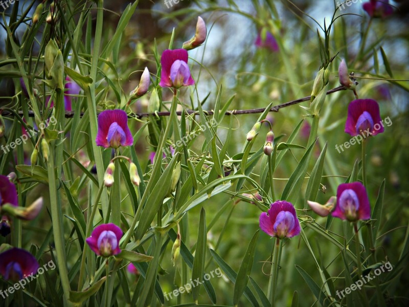 Lathyrus Clymenum Guijota Alverja Mediterranean Countryside Wild