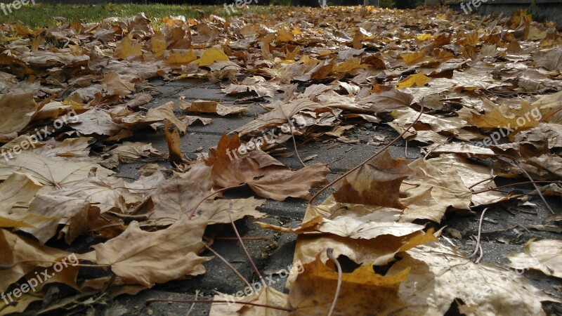 Foliage Maple Autumn Fallen Free Photos