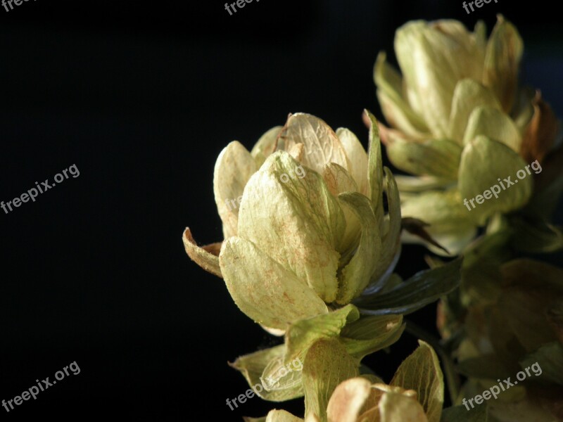 Hops Fruits Cones Humulus Free Photos