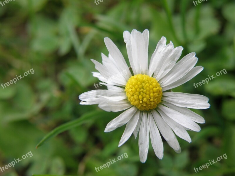 Daisy Bellis Perennis Flower Free Photos