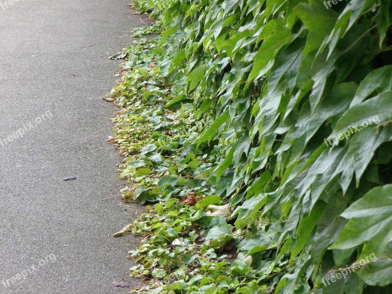 Creeper Foliage Wall Path Green