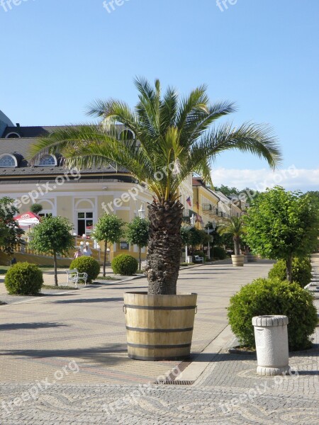 Palm Street Flowerpot Promenade Free Photos