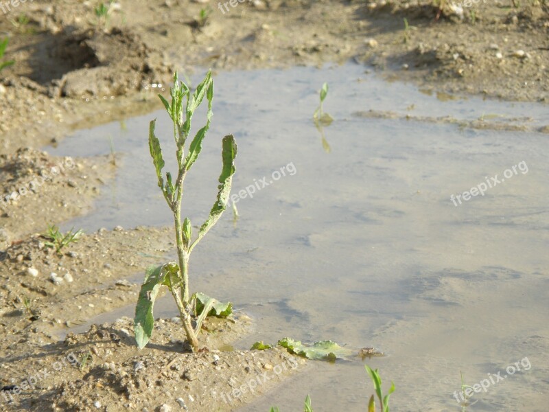 Weed Plant Mud Pool Free Photos