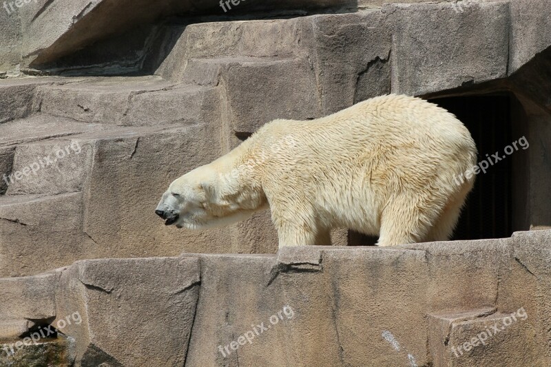 Bear Polar Bear Zoo Mammal Arctic