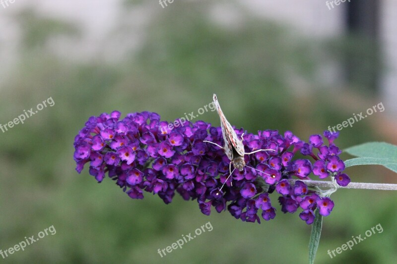 Butterfly Flower Spring Nature Plant