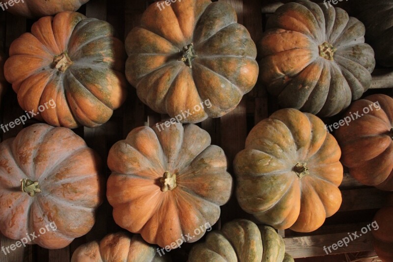 Pumpkin Alimentari Food Edible Vegetale