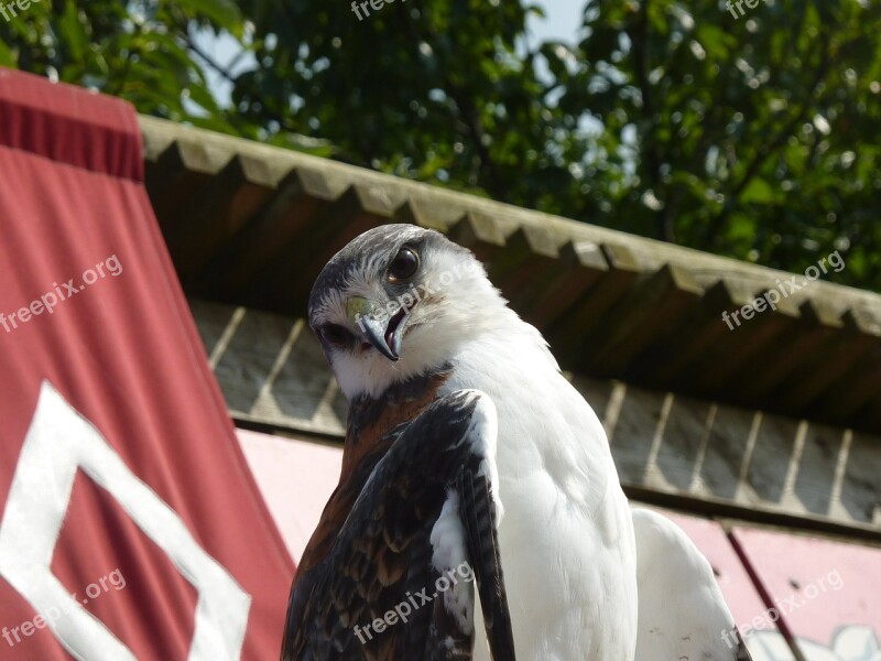 Raptor Falcon Bird Free Photos