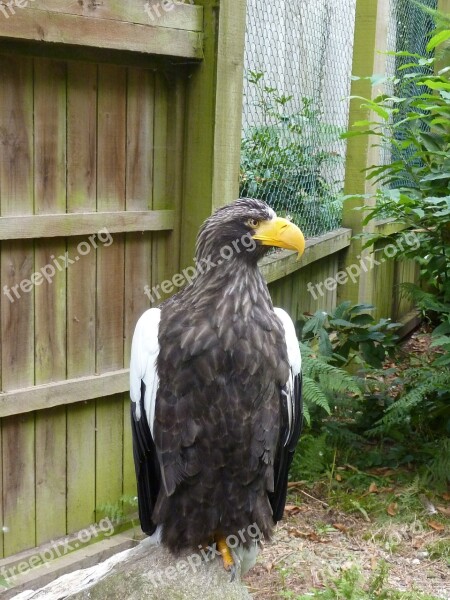 Eagle Raptor Free Photos