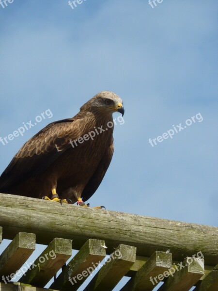 Raptor Falcon Bird Free Photos