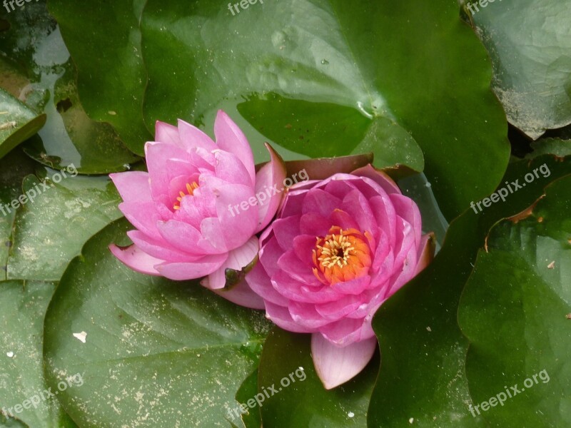 Water Lily Flower Aquatic Plant Free Photos