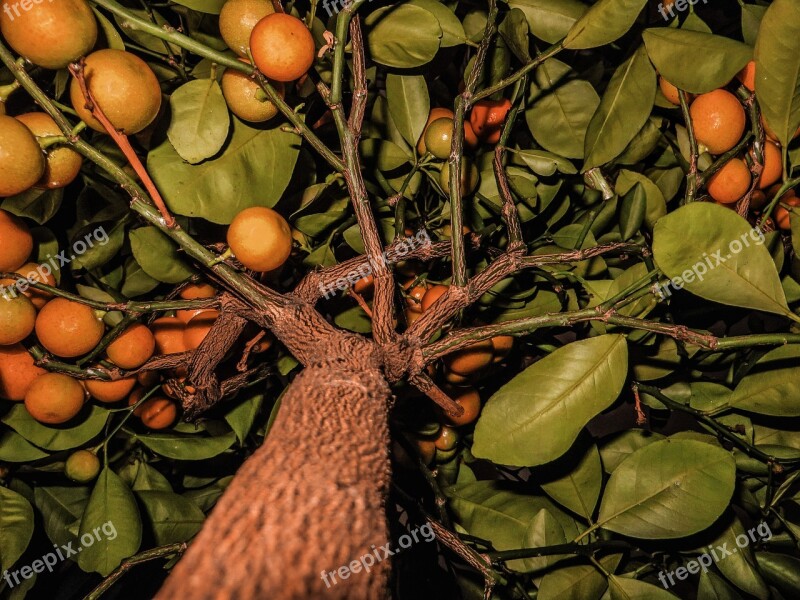 Fruit Fruits Tangerines Tree Citrus Fruits