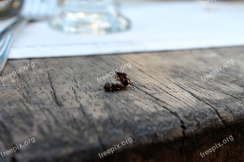 Insects Reproduction Procreation Mating Free Photos