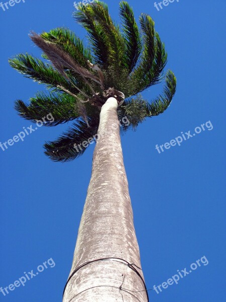 Palm Tree High Height Nature Tree