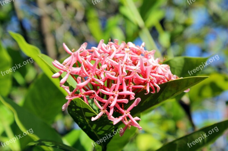 Ixora Chinensis Flower Nature Flowers Garden