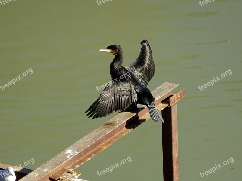 Cormorant Bird Morning Free Photos