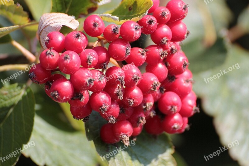 Rowan Mountain Ash Sorbus Aucuparia Deciduous Tree Flour Berries