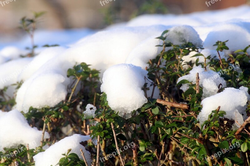 Snow Privet Hedge Thaw Winter Evergreen