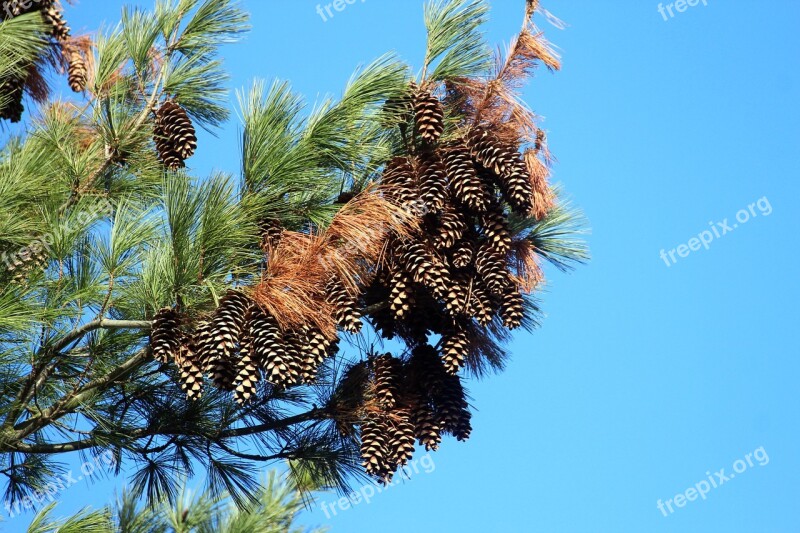 Conifer Pine Blue Sky Tap Pine Cones