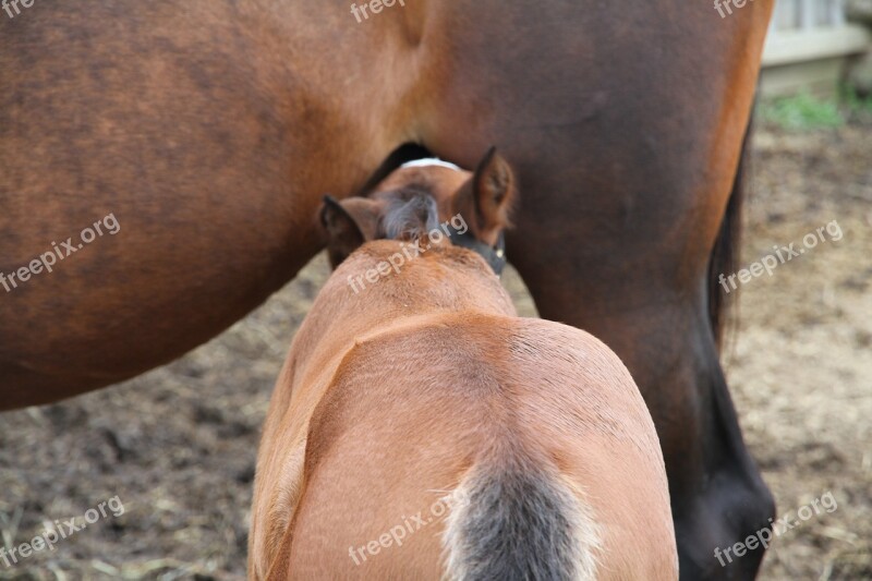 Foal Nursing Mare Mother Young