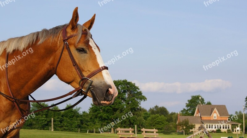 Horse Farm Equestrian Rural Equine