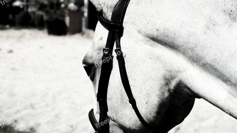 Horse Bridle Equestrian Competition Horseback