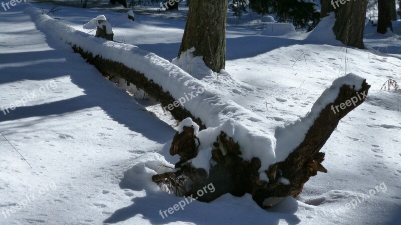 Dead Tree Tree Trunk Nature Winter Snow