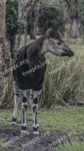 Africa Wildlife Animals Safari Wild