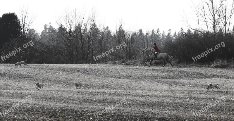 Field Dogs Hunting Outdoor Meadow