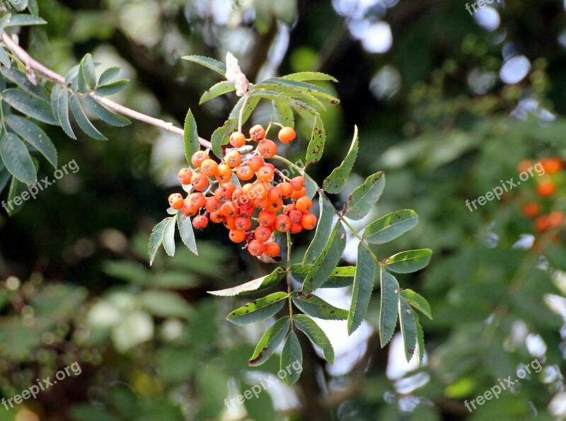 Firethorn Pyracantha Evergreen Shrubs Roses Rosaceae