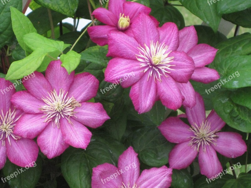 Flower Green Fuschia Floral Garden