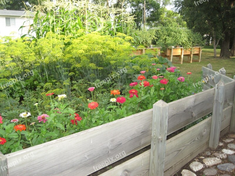 Zinnia Flower Blossoms Garden Fence