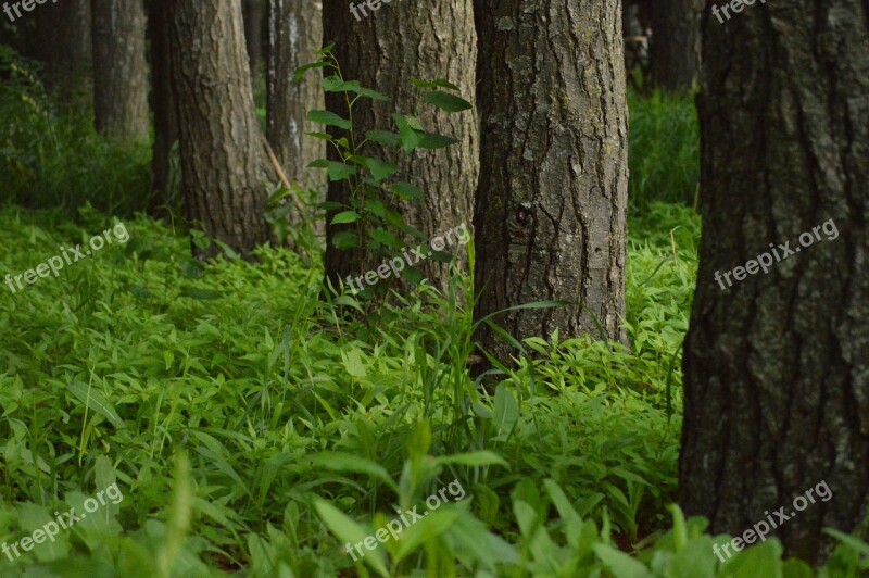 Green Rows Trees Nature Plant