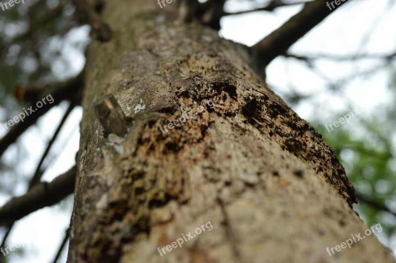 Tree Bark Trunk Looking Up Tall