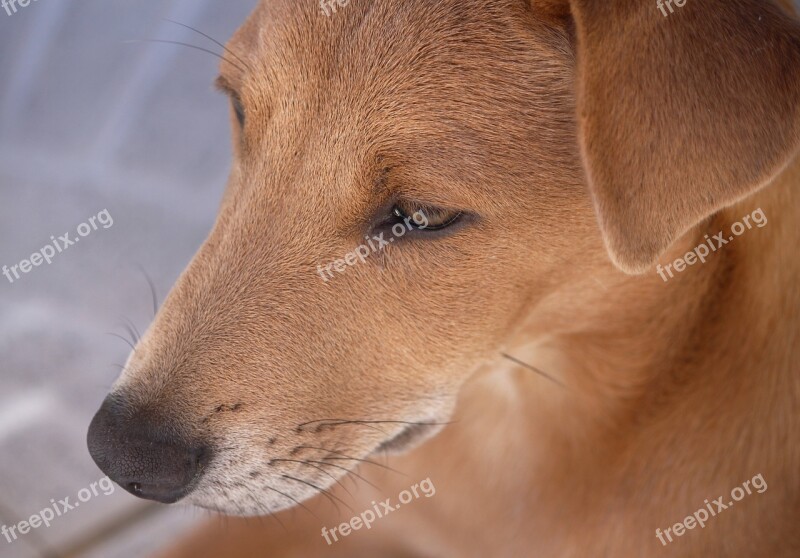 Dog Young Dog Brown Africanis Attention