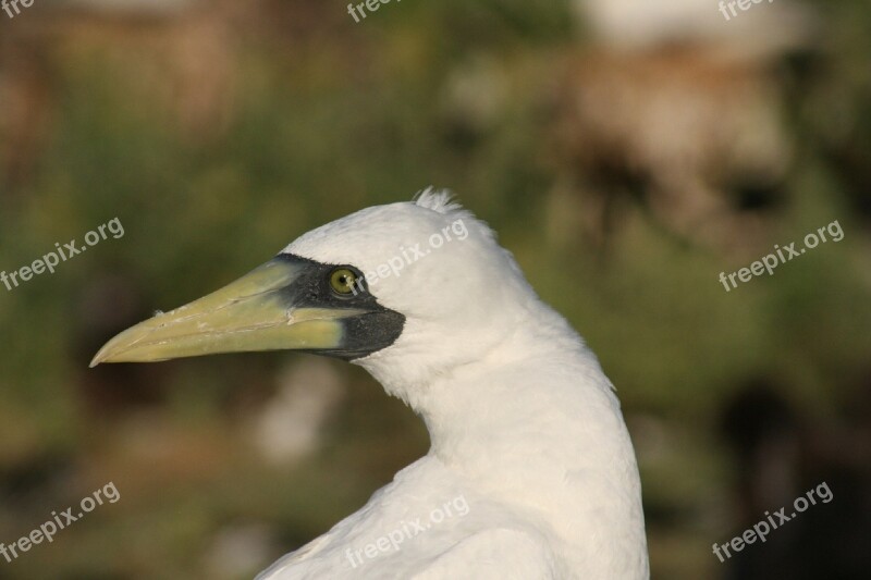 Masked Booby Bird Waterfowl Wildlife Profile