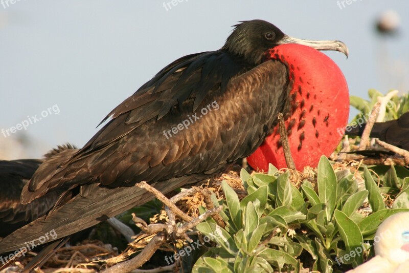 Great Frigatebird Male Nest Bird Seabird