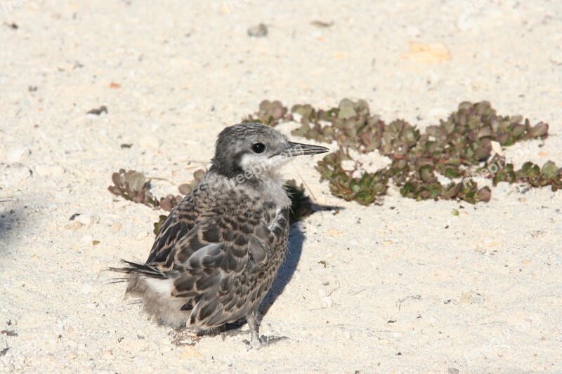 Grey Backed Tern Partly Feathered Baby Standing Beach