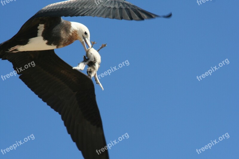 Great Frigatebird Immature Flying Predator Prey