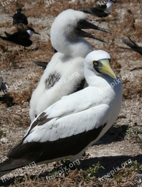 Masked Boobies Chick Adult Female Birds